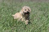 CAIRN TERRIER 117
